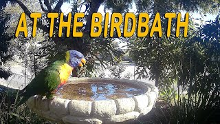 The birdbath Rainbow Lorikeets Bluefaced Honeyeaters Noisy Miner and Scalybreasted Lorikeets [upl. by Washko]