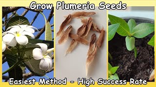 Plumeria Seed Planting  Super Easy Method Super High Success Rate Frangipani Plant [upl. by Dyna]