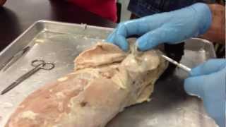 Shawn Villalpando Cat Dissection  muscles [upl. by Atival]