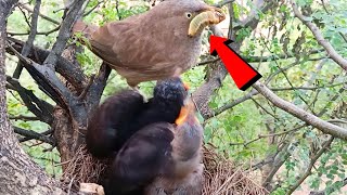 Wild babbler is feeding two different babies beautyofnature4988 [upl. by Robinson]