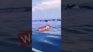 Lovina dolphins bali 🐬 dolphin ocean trip sea animals dolphins shorts [upl. by Halil]