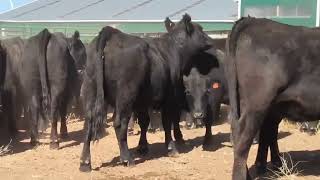 Yearling Heifers for Sale at Warren MT [upl. by Garwin379]