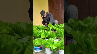 The Easiest Way To Grow Chinese Mustard Green Ive Never Tried Before [upl. by Wahs]