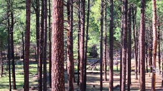 Mogollon Monster Screams amp Vocalizations near Payson Arizona [upl. by Atinrev]