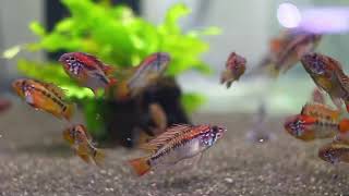 Apistogramma macmasteri Red [upl. by Rehpotsirh]