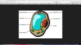 Informatika rostlinná buňka [upl. by Ahsert648]