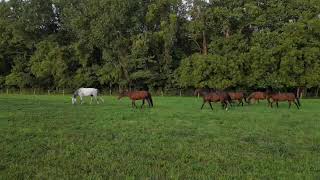 Horses in the field at Horse Woods Haven [upl. by Nagem]