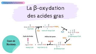 MÉTABOLISME DES LIPIDES  La bêtaoxydation des acides gras  Partie 1  Biochimie Facile [upl. by Dinan]