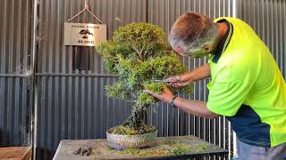 Mallee style Bonsai survived its brush with Death [upl. by Oberstone]