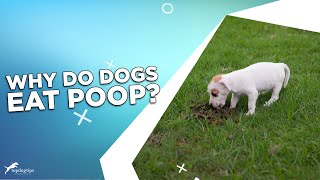 Why Do Dogs Eat Poop [upl. by Floria47]