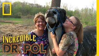 Animal Update Eeyore the Cow  The Incredible Dr Pol [upl. by Ajnotal]