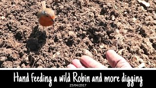 Hand feeding wild Robin and more digging in the kitchen garden  allotment plot [upl. by Agbogla]