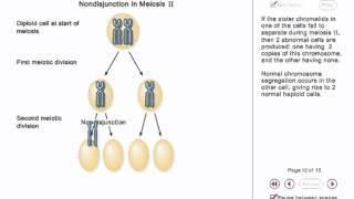 Chromosome Nondisjunction Animation [upl. by Eirac]