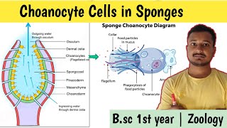 Choanocyte cells in sponges  Structure of choanocytes  Canal system of sponges  कीप कोशिकाएं [upl. by Guyer65]