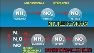 Nitrification amp Denitrification process in aeration tank  Biological treatment of wastewater [upl. by Johan2]