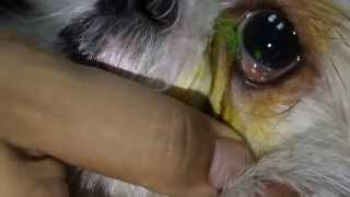 Hidden corneal ulcer in a Shih Tzu crying in pain 22 [upl. by Harraf]