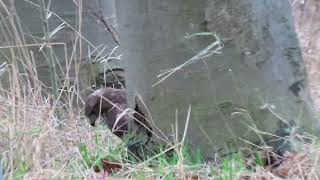 BUIZERD VANGT PROOI EN VLIEGT WEG [upl. by Gnehp]