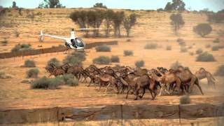 Robson Greens Australian Adventure Episode 2 CAMEL HERDING [upl. by Ttehc475]