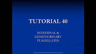 Mcqs intestinal and genitourinary flagellates [upl. by Kamat645]