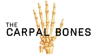 How to Remember the Carpal Bones  Carpal Bones Mnemonic  MEDZCOOL [upl. by Anaitat]