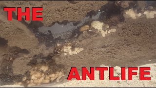 Ameisenfarm  Camponotus ligniperda 31  THE ANTLIFE [upl. by Verla496]