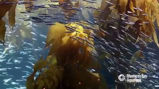 Anchovies in the Kelp Forest Exhibit [upl. by Nnayr494]