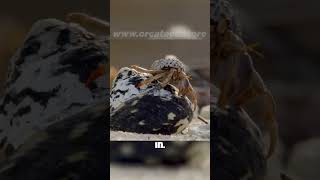 🐌 Crabs That Live in Snail Shells 🐚 This Crab Fact Will Blow Your Mind [upl. by Coshow]