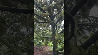 100 pohon durian panen 2 milyarfruit [upl. by Annovahs]