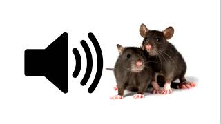 Mouse  Sound Effect  ProSounds [upl. by Ulrich674]