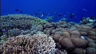 Tumbak island snorkeling  North Sulawesi Indonesia [upl. by Longtin]