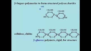 127 Carbohydrates Sugars and Polysaccharides [upl. by Yesdnik]