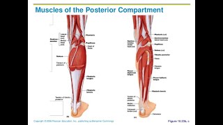 Muscles of posterior compartment of leg calf muscles Anatomy [upl. by Arabella851]