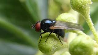 Lauxaniid Fly  Lauvfluger  Lauffluga  Svört blaðfluga  Flugur  Skordýr  Smásæi heimurinn [upl. by Nnaid933]