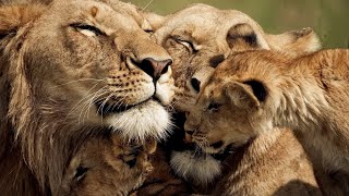 The Strongest LION PRIDE in Luangwa Valley  National Geographic Documentary 2020 Full HD 1080p [upl. by Yldarb]