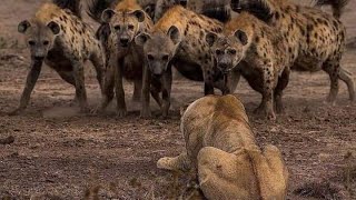 ضباع تاكل فريسة حية  Hyenas eating live prey [upl. by Concepcion541]