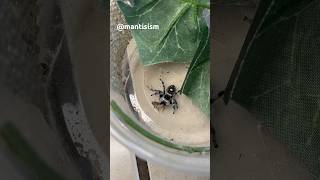 How jumping spider hunts [upl. by Arlette]