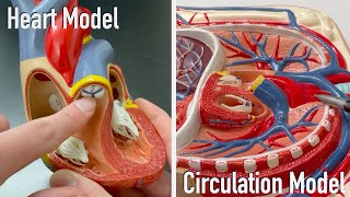 Heart and Circulation Model Tour [upl. by Ydal724]