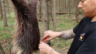 Porcupine Hunting quotCatch And Cookquot With How To Skin A Porcupine [upl. by Clarissa]