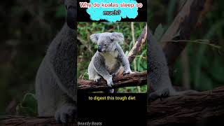 Koalas SECRET to Sleeping 22 Hours a Day animal facts animals [upl. by Calhoun]