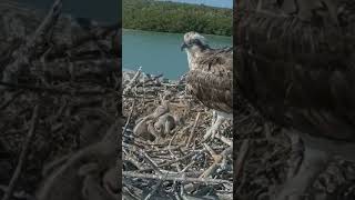 P340 Review birds nest life mom birds brings food to feed her babies in their nest birdslover [upl. by Imuyam]