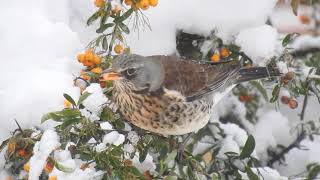 Kwiczoł  fieldfare  Turdus pilaris [upl. by Schaffel]