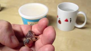 Hand Feeding Zebra Finch Chick [upl. by Dnana400]