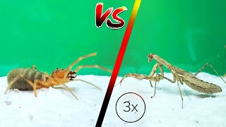 HUGE CAMEL SPIDER VS 3 MANTIS  Powerful Fight [upl. by Magna529]