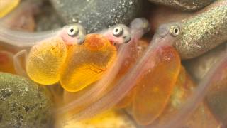 Steelhead Eggs Hatching [upl. by Wenoa]