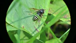 Parasitic Yellow Jackets Dolichovespula arctica and Gratiola neglecta Clammy Hedgehyssop [upl. by Lord152]