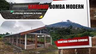 Kandang Domba Modern Kledung Research Park Untidar [upl. by Alexandros]