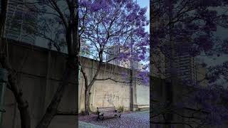 Jacaranda Sydney Australia [upl. by Ellenohs638]