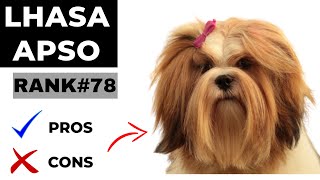 Lhasa Apso Pros and Cons  The Good and Bad [upl. by Denison850]