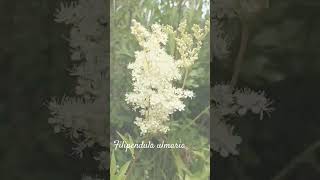 Funny filipendula ulmaria or meadowsweet shorts herbarium [upl. by Rider]