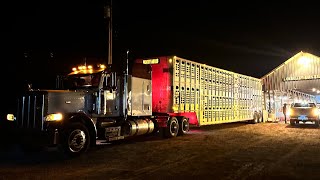 I Put The Pete To The Test Hauling Cows In The Tennessee Mountains [upl. by Frohne75]